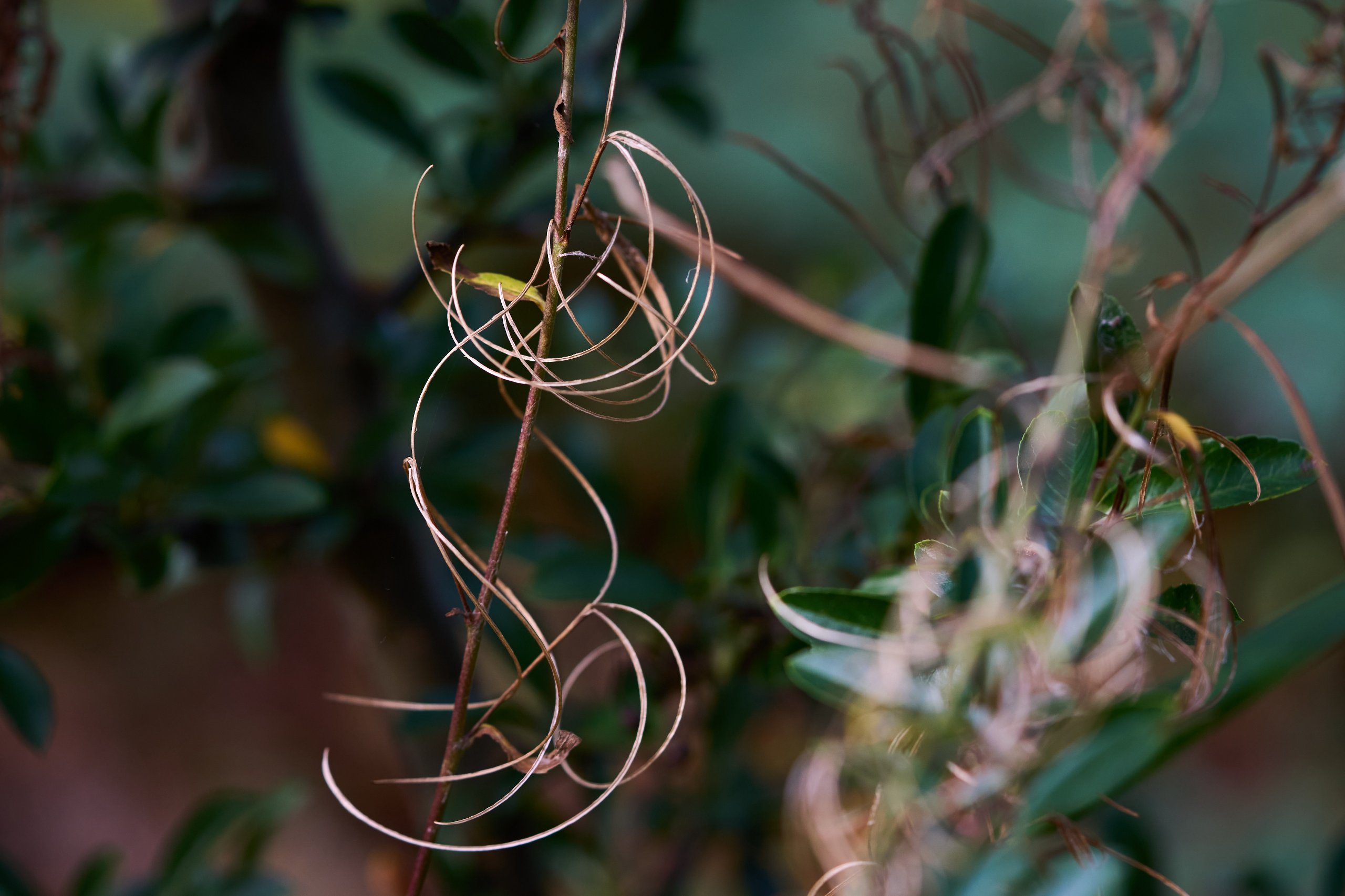 2025 11 02 Gruga 0035